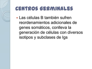 Centros Germinales
   Las células B también sufren
    reordenamientos adicionales de
    genes somáticos, conlleva la
    generación de células con diversos
    isotipos y subclases de Igs
 
