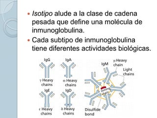  Isotipo alude a la clase de cadena
  pesada que define una molécula de
  inmunoglobulina.
 Cada subtipo de inmunoglobulina
  tiene diferentes actividades biológicas.
 