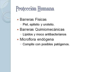 Protección Humana
   Barreras Físicas
    ◦ Piel, epitelio y urotelio.
   Barreras Quimiomecánicas
    ◦ Lípidos y moco antibacterianos
   Microflora endógena
    ◦ Compite con posibles patógenos.
 