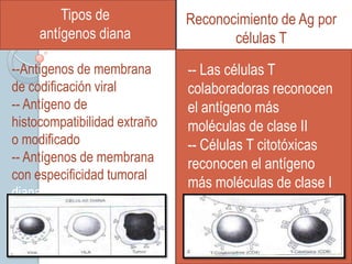 Tipos de             Reconocimiento de Ag por
     antígenos diana                 células T
--Antígenos de membrana       -- Las células T
de codificación viral         colaboradoras reconocen
-- Antígeno de                el antígeno más
histocompatibilidad extraño   moléculas de clase II
o modificado                  -- Células T citotóxicas
-- Antígenos de membrana      reconocen el antígeno
con especificidad tumoral
                              más moléculas de clase I
diana
 