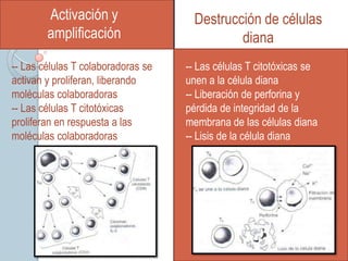 Activación y                  Destrucción de células
        amplificación                         diana
-- Las células T colaboradoras se   -- Las células T citotóxicas se
activan y proliferan, liberando     unen a la célula diana
moléculas colaboradoras             -- Liberación de perforina y
-- Las células T citotóxicas        pérdida de integridad de la
proliferan en respuesta a las       membrana de las células diana
moléculas colaboradorasdiana        -- Lisis de la célula diana
 
