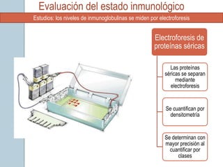 Evaluación del estado inmunológico
Estudios: los niveles de inmunoglobulinas se miden por electroforesis


                                                     Electroforesis de
                                                     proteínas séricas

                                                            Las proteínas
                                                          séricas se separan
                                                               mediante
                                                            electroforesis


                                                          Se cuantifican por
                                                            densitometría


                                                          Se determinan con
                                                          mayor precisión al
                                                            cuantificar por
                                                                clases
 