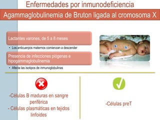 Enfermedades por inmunodeficiencia
Agammaglobulinemia de Bruton ligada al cromosoma X

 Lactantes varones, de 5 a 8 meses
 • Los anticuerpos maternos comienzan a descender

 Presencia de infecciones piógenas e
 hipogammaglobulinemia
 • Afecta las isotipos de inmunoglobulinas




  -Células B maduras en sangre
             periférica                             -Células preT
 - Células plasmáticas en tejidos
             linfoides
 