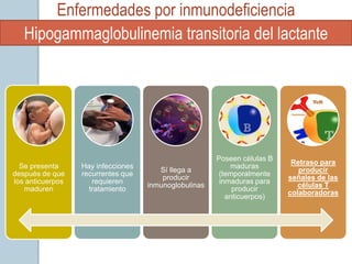 Enfermedades por inmunodeficiencia
   Hipogammaglobulinemia transitoria del lactante




                                                       Poseen células B
                                                                           Retraso para
  Se presenta     Hay infecciones                          maduras
                                       Sí llega a                            producir
después de que    recurrentes que                       (temporalmente
                                        producir                          señales de las
los anticuerpos      requieren                          inmaduras para
                                    inmunoglobulinas                         células T
   maduren          tratamiento                             producir
                                                                          colaboradoras
                                                          anticuerpos)
 