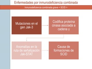 Enfermedades por inmunodeficiencia combinada
        Inmunodeficiencia combinada grave < SCID >




                                  Codifica proteína
 Mutaciones en el
                                  cinasa asociada a
    gen Jak-3
                                      cadena γ



  Anomalías en la                      Causa de
ruta de señalización                formaciones de
      Jak-STAT                          SCID
 