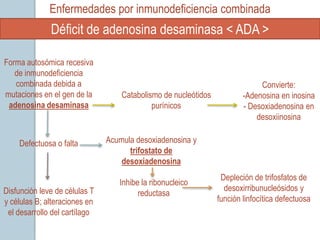 Enfermedades por inmunodeficiencia combinada
              Déficit de adenosina desaminasa < ADA >

Forma autosómica recesiva
   de inmunodeficiencia
   combinada debida a                                                        Convierte:
mutaciones en el gen de la         Catabolismo de nucleótidos           -Adenosina en inosina
 adenosina desaminasa                       purínicos                   - Desoxiadenosina en
                                                                            desoxiinosina

    Defectuosa o falta         Acumula desoxiadenosina y
                                     trifostato de
                                   desoxiadenosina
                                                                 Depleción de trifosfatos de
                                  Inhibe la ribonucleico
Disfunción leve de células T                                      desoxirribunucleósidos y
                                        reductasa
y células B; alteraciones en                                    función linfocítica defectuosa
 el desarrollo del cartílago
 
