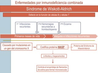 Enfermedades por inmunodeficiencia combinada
                     Síndrome de Wiskott-Aldrich
                        Defecto en la función de células B y células T


               Infecciones            Hemorragias                Eccema
           1




                                  2




                                                             3
               recurrentes            secundarias a
                                      trombocitopenia

          Primeros meses de vida                   Petequias e infecciones recurrentes


Causado por mutaciones en                                                 Proteína del Síndrome de
 un gen del cromosoma X              Codifica proteína WASP                    Wiskott-Aldrich


                                        Linfocitos y megacariocitos




                                  Controla el ensamblaje de filamentos
                                  de actina para formar microvesículas
 