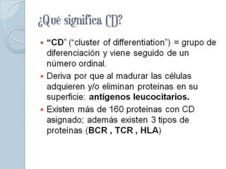 ¿Qué significa CD?
 “CD” (“cluster of differentiation”) = grupo de
  diferenciación y viene seguido de un
  número ordinal.
 Deriva por que al madurar las células
  adquieren y/o eliminan proteínas en su
  superficie: antígenos leucocitarios.
 Existen más de 160 proteínas con CD
  asignado; además existen 3 tipos de
  proteínas (BCR , TCR , HLA)
 