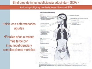 Síndrome de inmunodeficiencia adquirida < SIDA >
            Anatomía patológica y manifestaciones clínicas del SIDA




•Inicia con enfermedades
          agudas

 •Finaliza años o meses
      más tarde con
   inmunodeficiencia y
complicaciones mortales
 