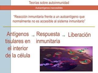 Teorías sobre autoinmunidad
                   Autoantígenos inaccesibles


   “Reacción inmunitaria frente a un autoantígeno que
   normalmente no es accesible al sistema inmunitario”


 Antígenos Respuesta                            Liberación
tisulares en inmunitaria
  el interior
de la célula
 