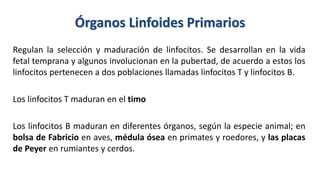 Órganos Linfoides Primarios
Regulan la selección y maduración de linfocitos. Se desarrollan en la vida
fetal temprana y algunos involucionan en la pubertad, de acuerdo a estos los
linfocitos pertenecen a dos poblaciones llamadas linfocitos T y linfocitos B.
Los linfocitos T maduran en el timo
Los linfocitos B maduran en diferentes órganos, según la especie animal; en
bolsa de Fabricio en aves, médula ósea en primates y roedores, y las placas
de Peyer en rumiantes y cerdos.
 