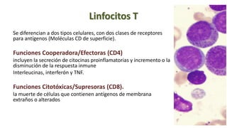Linfocitos T
Se diferencian a dos tipos celulares, con dos clases de receptores
para antígenos (Moléculas CD de superficie).
Funciones Cooperadora/Efectoras (CD4)
incluyen la secreción de citocinas proinflamatorias y incremento o la
disminución de la respuesta inmune
Interleucinas, interferón y TNF.
Funciones Citotóxicas/Supresoras (CD8).
la muerte de células que contienen antígenos de membrana
extraños o alterados
 