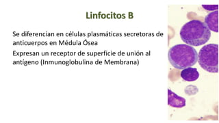 Linfocitos B
Se diferencian en células plasmáticas secretoras de
anticuerpos en Médula Ósea
Expresan un receptor de superficie de unión al
antígeno (Inmunoglobulina de Membrana)
 