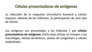 Células presentadoras de antígenos
La inducción de la respuesta inmunitaria humoral y celular
requiere, además de los linfocitos, la participación de otro tipo
de células.
Los antígenos son presentados a los linfocitos T por células
presentadoras de antígenos. Entre estas células se incluyen a los
macrófagos, células dendríticas, células de Langerhans y células
endoteliales.
 