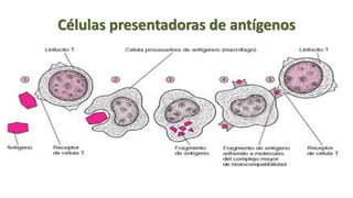 Células presentadoras de antígenos
 