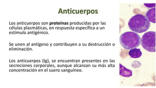 Anticuerpos
Los anticuerpos son proteínas producidas por las
células plasmáticas, en respuesta específica a un
estímulo antigénico.
Se unen al antígeno y contribuyen a su destrucción o
eliminación.
Los anticuerpos (Ig), se encuentran presentes en las
secreciones corporales, aunque alcanzan su más alta
concentración en el suero sanguíneo.
 
