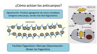 ¿Cómo actúan los anticuerpos?
Aglutinación: Produce agregación de varios complejos
antígeno-anticuerpo, siendo más fácil fagocitarlos.
Facilitan Fagocitosis: Marcaje (Opsonización -
Atraen los Fagocitos).
 