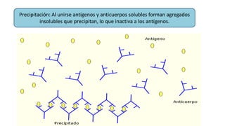 Precipitación: Al unirse antígenos y anticuerpos solubles forman agregados
insolubles que precipitan, lo que inactiva a los antígenos.
 