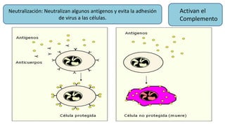 Neutralización: Neutralizan algunos antígenos y evita la adhesión
de virus a las células.
Activan el
Complemento
 