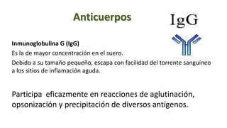 Anticuerpos
Inmunoglobulina G (IgG)
Es la de mayor concentración en el suero.
Debido a su tamaño pequeño, escapa con facilidad del torrente sanguíneo
a los sitios de inflamación aguda.
Participa eficazmente en reacciones de aglutinación,
opsonización y precipitación de diversos antígenos.
 