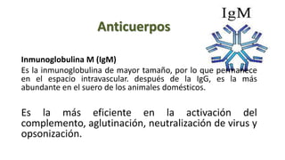 Anticuerpos
Inmunoglobulina M (IgM)
Es la inmunoglobulina de mayor tamaño, por lo que permanece
en el espacio intravascular. después de la IgG, es la más
abundante en el suero de los animales domésticos.
Es la más eficiente en la activación del
complemento, aglutinación, neutralización de virus y
opsonización.
 