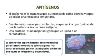 ANTÍGENOS
• El antígeno es la sustancia que es reconocida como extraña y capaz
de iniciar una respuesta inmunitaria.
• Cuanto mayor sea el peso molecular, mayor será la oportunidad de
que la sustancia sea un buen antígeno.
• Una proteína es un mejor antígeno que un lípido o un
carbohidrato.
La córnea y los espermatozoides son considerados
por el sistema inmunitario como antígenos y al
entrar en contacto generan una respuesta similar a la
que ocurre en infecciones y traumatismos.
 