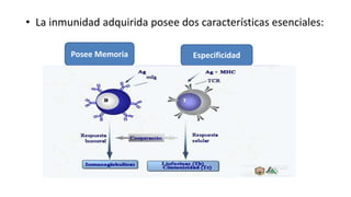 • La inmunidad adquirida posee dos características esenciales:
EspecificidadPosee Memoria
 