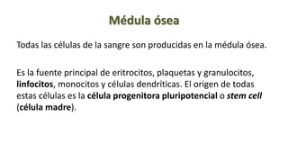 Médula ósea
Todas las células de la sangre son producidas en la médula ósea.
Es la fuente principal de eritrocitos, plaquetas y granulocitos,
linfocitos, monocitos y células dendríticas. El origen de todas
estas células es la célula progenitora pluripotencial o stem cell
(célula madre).
 