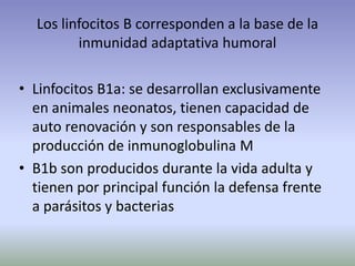 Los linfocitos B corresponden a la base de la
inmunidad adaptativa humoral
• Linfocitos B1a: se desarrollan exclusivamente
en animales neonatos, tienen capacidad de
auto renovación y son responsables de la
producción de inmunoglobulina M
• B1b son producidos durante la vida adulta y
tienen por principal función la defensa frente
a parásitos y bacterias
 