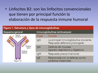• Linfocitos B2: son los linfocitos convencionales
que tienen por principal función la
elaboración de la respuesta inmune humoral
 