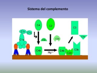Sistema del complemento
 