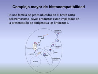 Complejo mayor de histocompatibilidad
Es una familia de genes ubicados en el brazo corto
del cromosoma cuyos productos están implicados en
la presentación de antígenos a los linfocitos T.
 