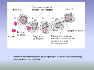 Mecanismo de identificación del antígeno por los linfocitos y el complejo
mayor de histocompatibilidad
 
