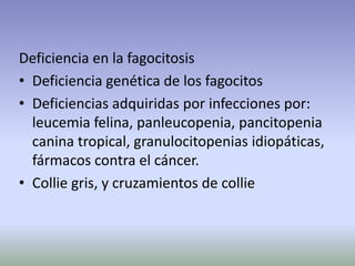 Deficiencia en la fagocitosis
• Deficiencia genética de los fagocitos
• Deficiencias adquiridas por infecciones por:
leucemia felina, panleucopenia, pancitopenia
canina tropical, granulocitopenias idiopáticas,
fármacos contra el cáncer.
• Collie gris, y cruzamientos de collie
 