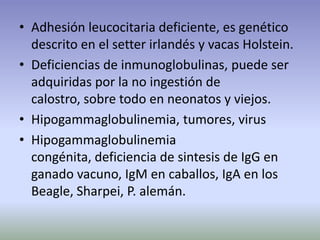 • Adhesión leucocitaria deficiente, es genético
descrito en el setter irlandés y vacas Holstein.
• Deficiencias de inmunoglobulinas, puede ser
adquiridas por la no ingestión de
calostro, sobre todo en neonatos y viejos.
• Hipogammaglobulinemia, tumores, virus
• Hipogammaglobulinemia
congénita, deficiencia de sintesis de IgG en
ganado vacuno, IgM en caballos, IgA en los
Beagle, Sharpei, P. alemán.
 