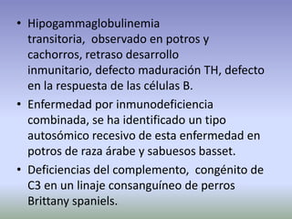 • Hipogammaglobulinemia
transitoria, observado en potros y
cachorros, retraso desarrollo
inmunitario, defecto maduración TH, defecto
en la respuesta de las células B.
• Enfermedad por inmunodeficiencia
combinada, se ha identificado un tipo
autosómico recesivo de esta enfermedad en
potros de raza árabe y sabuesos basset.
• Deficiencias del complemento, congénito de
C3 en un linaje consanguíneo de perros
Brittany spaniels.
 