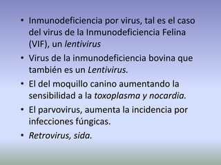 • Inmunodeficiencia por virus, tal es el caso
del virus de la Inmunodeficiencia Felina
(VIF), un lentivirus
• Virus de la inmunodeficiencia bovina que
también es un Lentivirus.
• El del moquillo canino aumentando la
sensibilidad a la toxoplasma y nocardia.
• El parvovirus, aumenta la incidencia por
infecciones fúngicas.
• Retrovirus, sida.
 