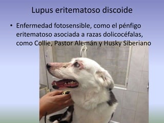 Lupus eritematoso discoide
• Enfermedad fotosensible, como el pénfigo
eritematoso asociada a razas dolicocéfalas,
como Collie, Pastor Alemán y Husky Siberiano
 