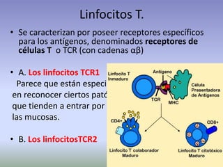 Linfocitos T.
• Se caracterizan por poseer receptores específicos
para los antígenos, denominados receptores de
células T o TCR (con cadenas αβ)
• A. Los linfocitos TCR1
Parece que están especializados
en reconocer ciertos patógenos
que tienden a entrar por
las mucosas.
• B. Los linfocitosTCR2
 