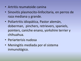 • Artritis reumatoide canina
• Sinovitis plasmocito-linfocitaria, en perros de
raza mediana y grande.
• Poliartritis idiopática, Pastor alemán,
doberman, pinchers, retrievers, spaniels,
pointers, caniche enano, yorkshire terrier y
chihuahua.
• Periarterisis nudosa
• Meningitis mediada por el sistema
inmunológico.
 