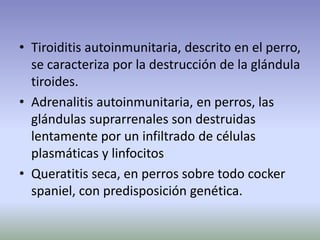 • Tiroiditis autoinmunitaria, descrito en el perro,
se caracteriza por la destrucción de la glándula
tiroides.
• Adrenalitis autoinmunitaria, en perros, las
glándulas suprarrenales son destruidas
lentamente por un infiltrado de células
plasmáticas y linfocitos
• Queratitis seca, en perros sobre todo cocker
spaniel, con predisposición genética.
 
