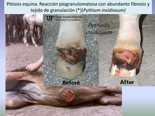 Pitiosis equina. Reacción piogranulomatosa con abundante fibrosis y
tejido de granulación (*)(Pythium insidiosum)
 