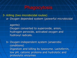 PhagocytosisPhagocytosis
3- Killing (two microbicidal routes)3- Killing (two microbicidal routes)
a- Oxygen depended system (powerful microbicidala- Oxygen depended system (powerful microbicidal
agents)agents)
Oxygen converted to superoxide, anion,Oxygen converted to superoxide, anion,
hydrogen peroxide, activated oxygen andhydrogen peroxide, activated oxygen and
hydroxyl radicals.hydroxyl radicals.
b- Oxygen-independent system (anaerobicb- Oxygen-independent system (anaerobic
conditions)conditions)
Digestion and killing by lysozyme. Lactoferrin,Digestion and killing by lysozyme. Lactoferrin,
low pH, cationic proteins and hydrolytic andlow pH, cationic proteins and hydrolytic and
proteolytic enzymesproteolytic enzymes
 