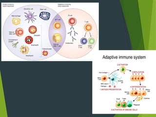 Define Innate Immune system working, definition and its types of Innate and Acquire ...