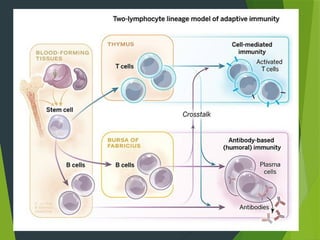 Define Innate Immune system working, definition and its types of Innate and Acquire ...