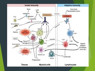 Define Innate Immune system working, definition and its types of Innate and Acquire ...