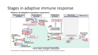 Innate and adaptive immunity