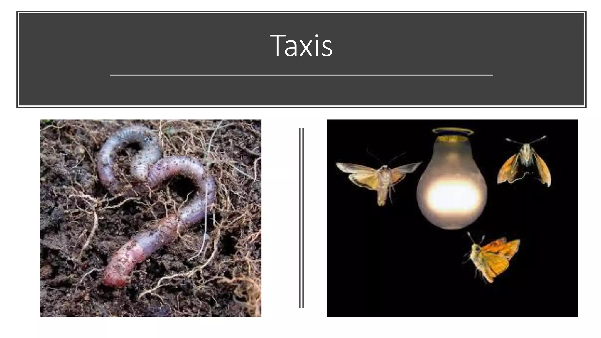 Innate and learned behavior | PDF