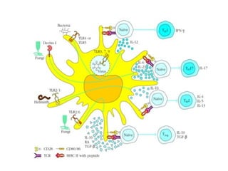 Innate immune system recognition receptors & inflammasomes activation | PPT