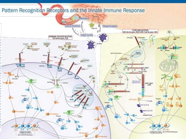 Innate immune system recognition receptors & inflammasomes activation ...